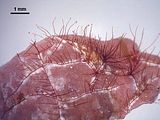 1 - Talli epifiti su una corallinacea crostosa